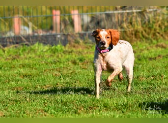 Bretone Baileys sucht ein Zuhause