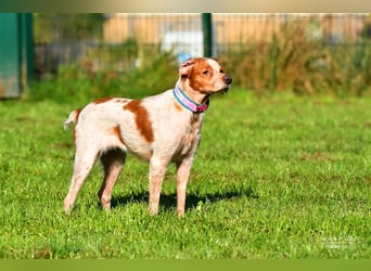 Bretone Baileys sucht ein Zuhause