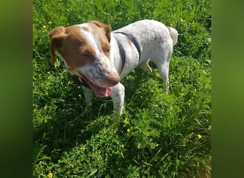 Bretone - Lennon sucht eine Pflegestelle / Zuhause