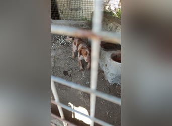 <bretone - Pedro sucht ein Zuhause / Pflegestelle