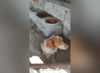 <bretone - Pedro sucht ein Zuhause / Pflegestelle