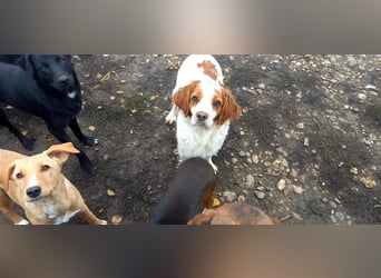 Bretone - DRINGEND Zuhause oder Pflegestelle gesucht!!!