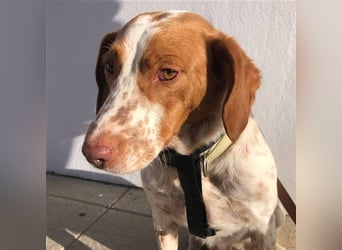 Bretone - Lennon sucht eine Pflegestelle / Zuhause