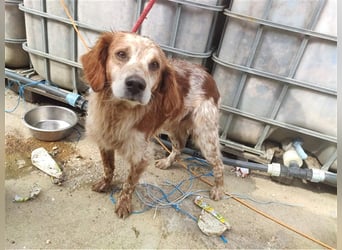 Bretone - Milan sucht ein Zuhause / Pflegestelle