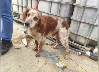 Bretone - Milan sucht ein Zuhause / Pflegestelle