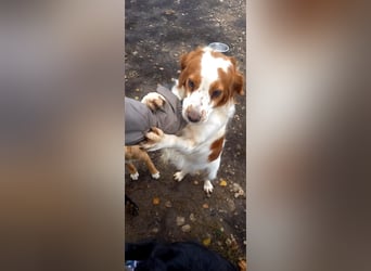 Bretone - DRINGEND Zuhause oder Pflegestelle gesucht!!!