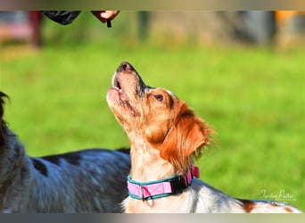 Bretone Baileys sucht ein Zuhause