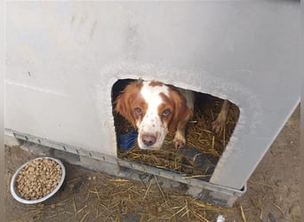 Bretone - DRINGEND Zuhause oder Pflegestelle gesucht!!!