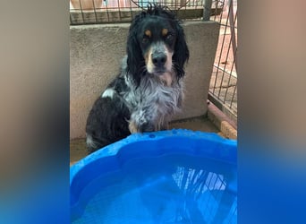 Bretone - Roig sucht ein Zuhause