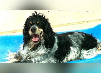 Bretone - Roig sucht ein Zuhause