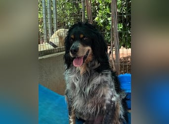 Bretone - Roig sucht ein Zuhause