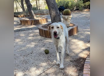 Berto - schüchterner Mischling sucht einfühlsame Familie Berto - schüchterner Mischling sucht einfühlsame Familie