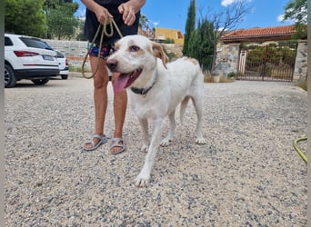 Berto - schüchterner Mischling sucht einfühlsame Familie Berto - schüchterner Mischling sucht einfühlsame Familie