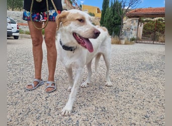 Berto - schüchterner Mischling sucht einfühlsame Familie Berto - schüchterner Mischling sucht einfühlsame Familie