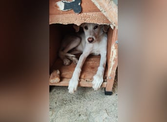 Berto - schüchterner Mischling sucht einfühlsame Familie Berto - schüchterner Mischling sucht einfühlsame Familie