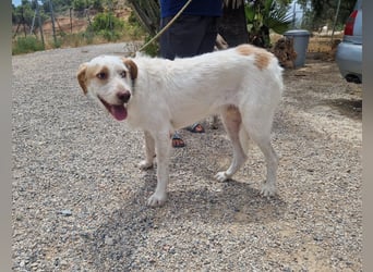 Berto - schüchterner Mischling sucht einfühlsame Familie Berto - schüchterner Mischling sucht einfühlsame Familie