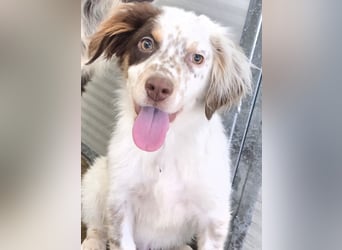 Lello: endlich durchstarten