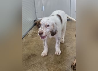 Lello: endlich durchstarten