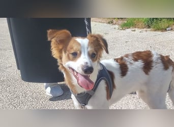 CYRUS-fröhlicher Herzenshund sucht liebevolles Zuhause