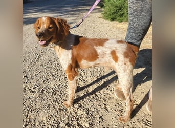 RINRIN-süßer Charmeur-sehr lieb, vertrauensvoll, schlau, möchte alles richtig machen