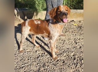 RINRIN-süßer Charmeur-sehr lieb, vertrauensvoll, schlau, möchte alles richtig machen