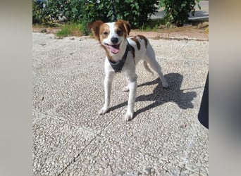 CYRUS-fröhlicher Herzenshund sucht liebevolles Zuhause