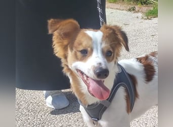CYRUS-fröhlicher Herzenshund sucht liebevolles Zuhause