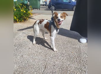 CYRUS-fröhlicher Herzenshund sucht liebevolles Zuhause