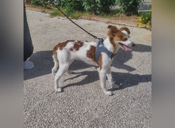 CYRUS-fröhlicher Herzenshund sucht liebevolles Zuhause