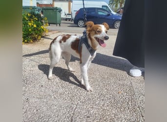 CYRUS-fröhlicher Herzenshund sucht liebevolles Zuhause