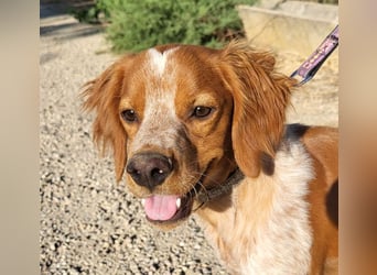 RINRIN-süßer Charmeur-sehr lieb, vertrauensvoll, schlau, möchte alles richtig machen