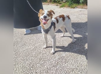 CYRUS-fröhlicher Herzenshund sucht liebevolles Zuhause