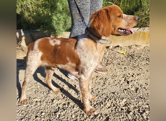 RINRIN-süßer Charmeur-sehr lieb, vertrauensvoll, schlau, möchte alles richtig machen