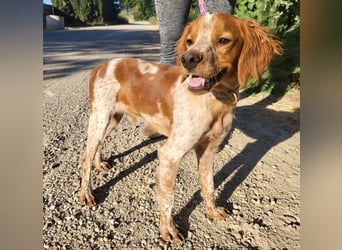 RINRIN-süßer Charmeur-sehr lieb, vertrauensvoll, schlau, möchte alles richtig machen