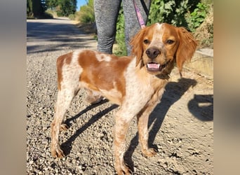 RINRIN-süßer Charmeur-sehr lieb, vertrauensvoll, schlau, möchte alles richtig machen