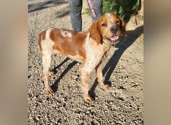 RINRIN-süßer Charmeur-sehr lieb, vertrauensvoll, schlau, möchte alles richtig machen