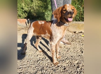 RINRIN-süßer Charmeur-sehr lieb, vertrauensvoll, schlau, möchte alles richtig machen