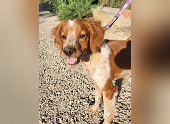 RINRIN-süßer Charmeur-sehr lieb, vertrauensvoll, schlau, möchte alles richtig machen