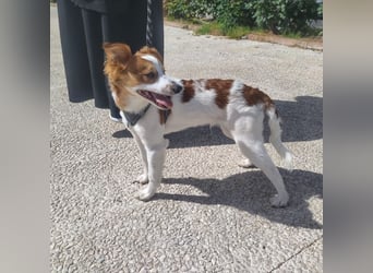 CYRUS-fröhlicher Herzenshund sucht liebevolles Zuhause