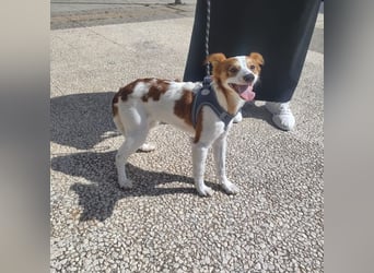 CYRUS-fröhlicher Herzenshund sucht liebevolles Zuhause