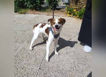 CYRUS-fröhlicher Herzenshund sucht liebevolles Zuhause