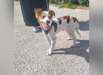 CYRUS-fröhlicher Herzenshund sucht liebevolles Zuhause