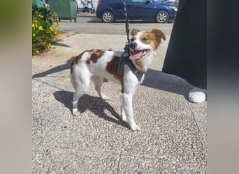 CYRUS-fröhlicher Herzenshund sucht liebevolles Zuhause