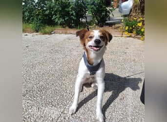 CYRUS-fröhlicher Herzenshund sucht liebevolles Zuhause
