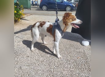 CYRUS-fröhlicher Herzenshund sucht liebevolles Zuhause