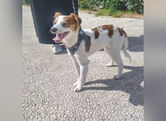 CYRUS-fröhlicher Herzenshund sucht liebevolles Zuhause