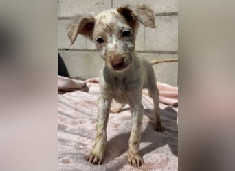 Sugar, süßes Welpenkind sucht ihre Familie