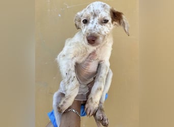 Sugar, süßes Welpenkind sucht ihre Familie