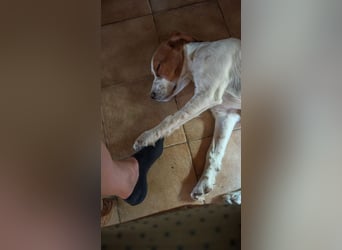 George - kleiner Gentleman auf vier Pfoten