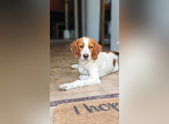George - kleiner Gentleman auf vier Pfoten